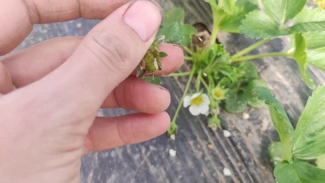 клубника в балагане на 27 марта 2023 года.Про опыление клубники. смотреть онлайн