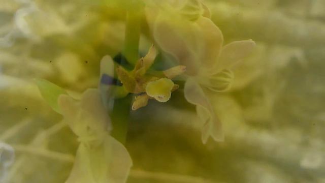 Fiori di Primavera смотреть онлайн