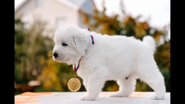Щенки Мареммо-абруцкой овчарки и краски уходящей осени смотреть онлайн