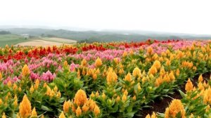 Свойства амаранта. Состав и польза амаранта.