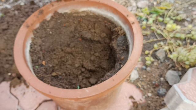 पौधा सर्दी का है पर चलता है साल भर || Gazania- Plant Care || African Daisy || best flower plant смотреть онлайн