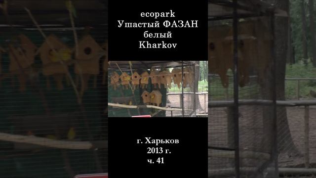 █ ЭкоПарк Харьков Ушастый ФАЗАН белый / ч. 41 / 2013 г. #shorts смотреть онлайн
