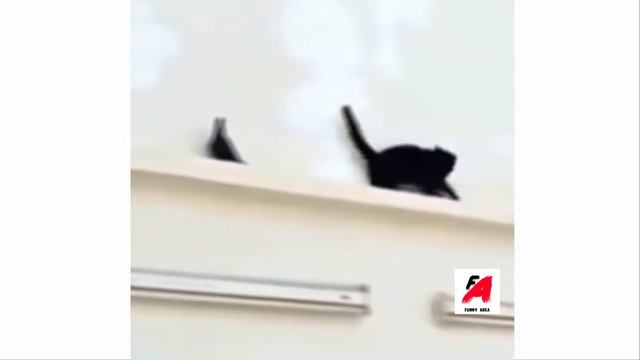 #Funny Cats Compilation 2016 [BEST OF] Funny Videos Smile 5 minutes #1 смотреть онлайн