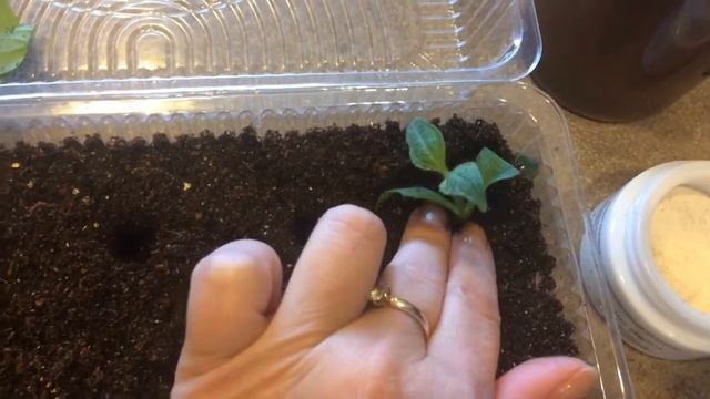 Сурфиния 08.03.18 Черенкование сурфиний смотреть онлайн