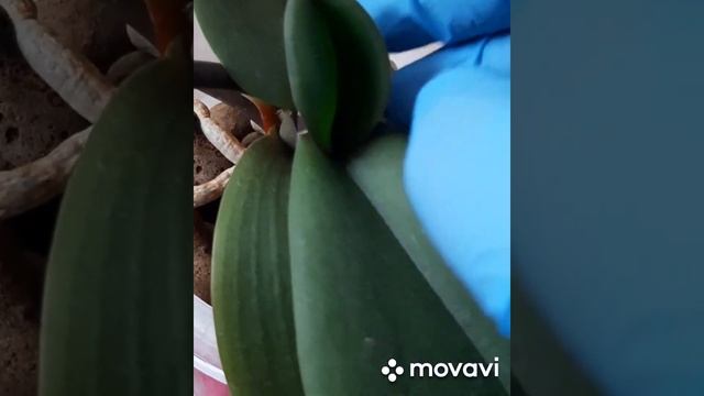 18).Доритаенопсис Королева Арлекин(Dtps.Fairy Harleuquin Queen) смотреть онлайн