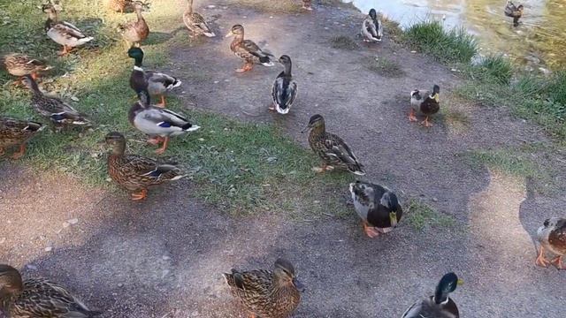 Парк Есенина (duck tales) смотреть онлайн