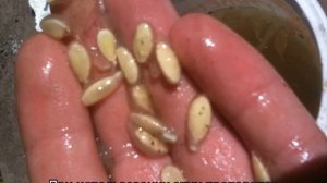 Подготовка семян огурцов к посеву на рассаду