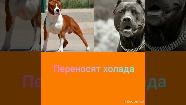 Питбуль против стаффорда смотреть онлайн