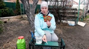 Зеленый конус - розовый бутон - завязь плодов. Три этапа обработки яблонь весной от вредителей