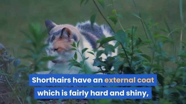 What is a Manx Cat? | Size of Manx Cat | Life Expectancy of Manx Cat | смотреть онлайн