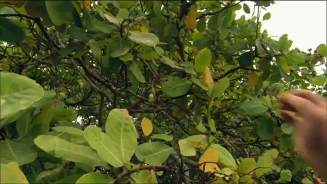 Ray Mears - Plants and fruit of the Torres Strait Islands, Ray Mears Goes Walkabout смотреть онлайн