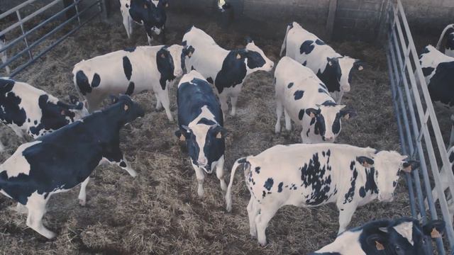 Grupo Miguel Vergara Video Corp. EN смотреть онлайн