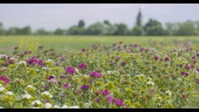 Релаксация Исцеление стресса тревоги и депрессивных ? Mузыка для души, музыка для сна #1 смотреть онлайн