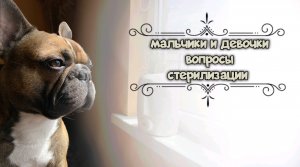 Французский бульдог – мальчик или девочка? Вопросы стерилизации