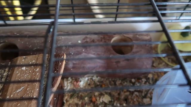 Хомки - живодеры? Генеральная уборка у животных.