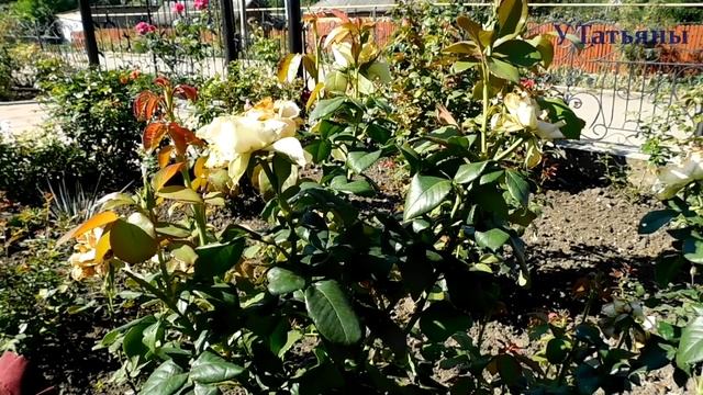 Осенняя обрезка роз. Обрезка роз осенью продлеваем цветение. смотреть онлайн