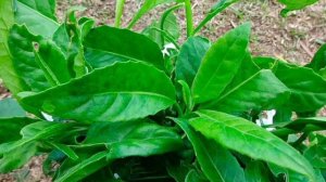 Джинура,Листья Бога,шпинат долголетия.