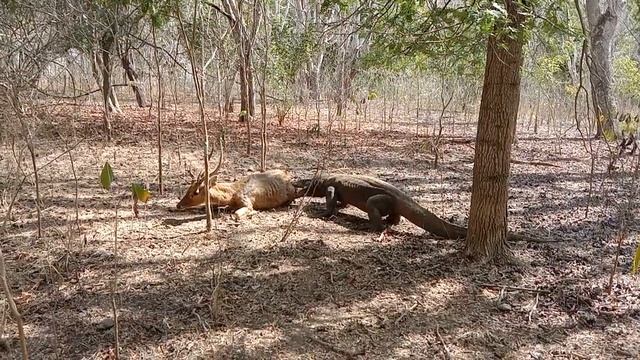 komodo dragon attack deer and eat alive смотреть онлайн