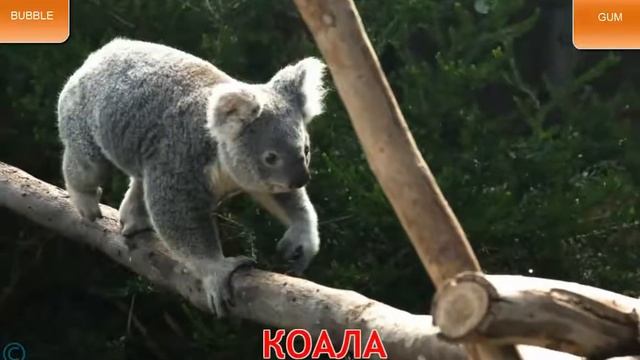 Дикие животные. Животные мира [для детей] - Animals Of The World игра. Мультик про животных