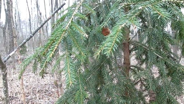 Сбор и заготовка хвои ели и сосны.(ЛПХ Олещенко) смотреть онлайн