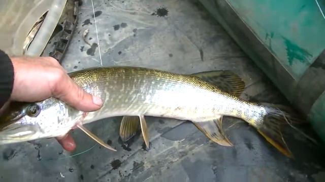 Рыбалка на спиннинг с Колей чемпионом. Дмитрий Мусихин. смотреть онлайн