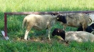 Чесалка для овец своими руками