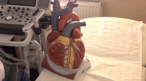 ОСНОВЫ ЭХОКАРДИОГРАФИИ: Стандартные эхокардиографические позиции