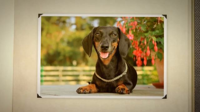 Породы собак - Такса. [Dachshund (Dog Breed)] смотреть онлайн