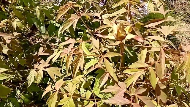 Цветы в саду. Апрель2020. смотреть онлайн