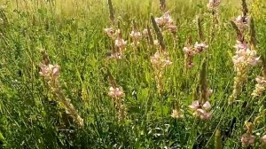 Эспарцет полевой. Мужская и женская трава.