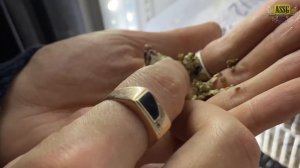 Вылупление змей из яиц. Маисовые полозята выходят.