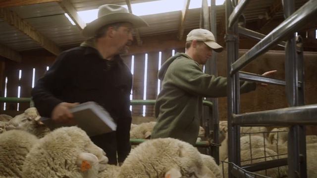 Sheep to Shelf | Duckworth смотреть онлайн