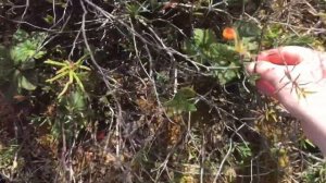 СБОР МОРОШКИ В СИБИРИ