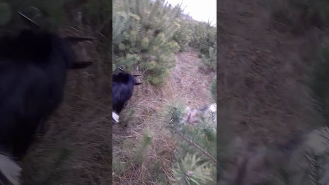 Как я запускаю козу перед окотом... смотреть онлайн