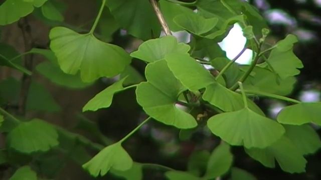 Ginkgo Biloba