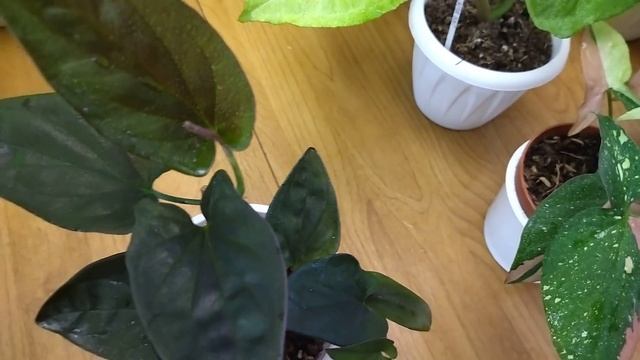 Комнатные растения. Обзор сингониумов .Кустовые сорта . Новинки. смотреть онлайн