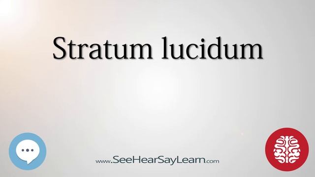 Stratum lucidum Anatomy of the Brain SeeHearSayLearn ? смотреть онлайн