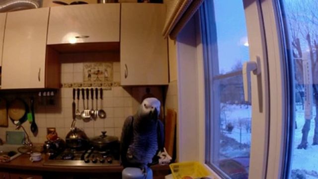 Жако Степа 05 02 2016 смотреть онлайн