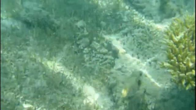 Сказка о маленькой рыбке и большом синем море смотреть онлайн