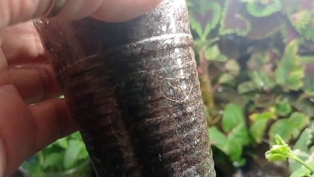 #ОБЗОР ЧЕРЕНКОВ АГРОФИРМЫ 