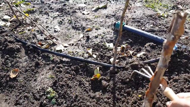 Малина МАРАВИЛЛА месяц после высадки. Школка. Маточник Мальга и Сан Андреас. смотреть онлайн