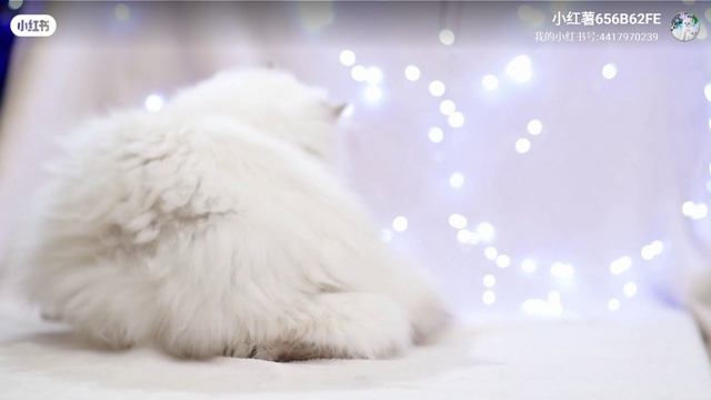 Британский котик