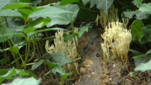 02932 Part 1 Timelapse of Clavicorona pyxidata смотреть онлайн