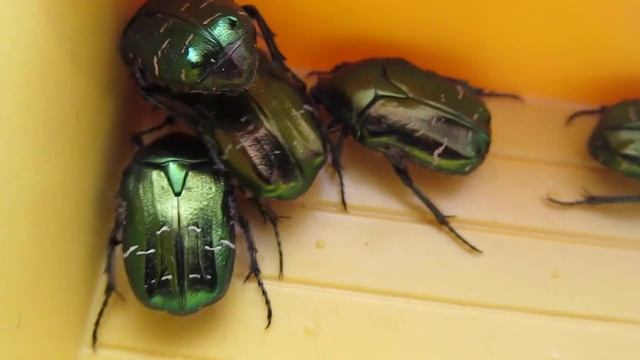 БРОНЗОВКА ЗОЛОТИСТАЯ (Cetonia aurata). Никита Нюняев (7 лет). Одесса май 2018 смотреть онлайн