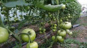 Томат Пинк Клер f1