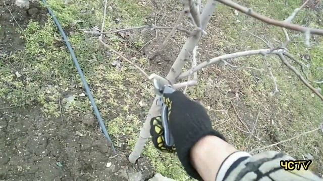 Обрезка яблони 5 лет НА УРОЖАЙ! / Подробное видео для НАЧИНАЮЩИХ. смотреть онлайн