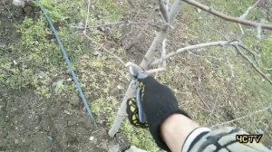 Обрезка яблони 5 лет НА УРОЖАЙ! / Подробное видео для НАЧИНАЮЩИХ.