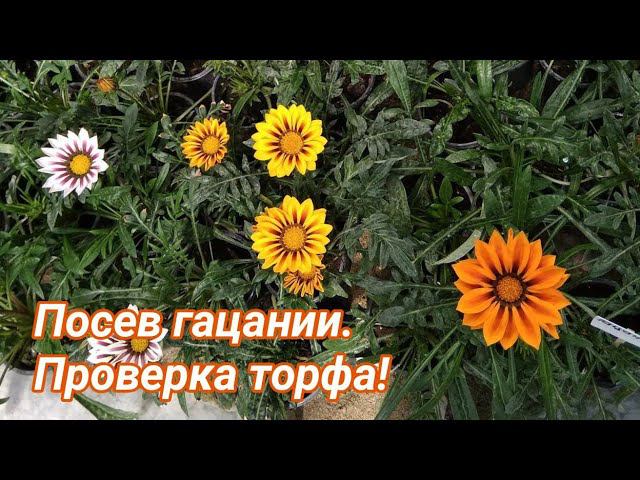 Посев гацании и проверка торфа Двина. смотреть онлайн