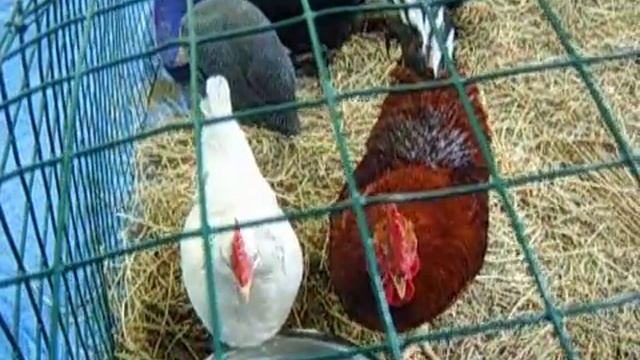 8(916)702-11-08 Куры и петухи на съемку смотреть онлайн