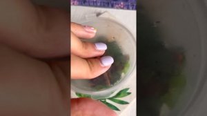 Рассказываю как ухаживать и кормить БОЖЬИХ КОРОВОК ?